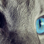 Many Treatment Options for Feline Hyperthyroidism