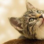 Probiotic May Reduce Dog's Tear Staining