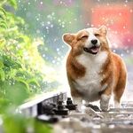 Protect Dog From Intestinal Parasites With Monthly Dewormer