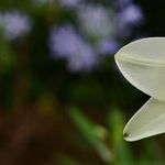 Easter Lilies Cause Kidney Failure in Cats
