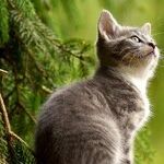 Protect Cats Traveling in Motor Home