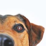 Turn Away From Dog Jumping on You