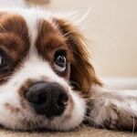 Treatments Help Dogs With ALS-Like Disease