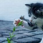 Declawed Cats Suffer Chronic Pain