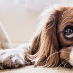 Battery Ingestion Can Cause Severe Damage