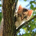 Secondhand Smoke Causes Cancer in Cats