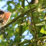 Adopting 'Special Needs' Cats Can Be Rewarding