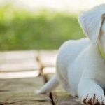 Save Money on Veterinary Care by Preventing Disease