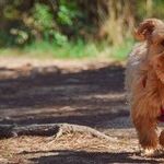 Collapsing Trachea Causes Dry, Honking Cough in Small Dogs
