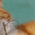 Living With Pets Protects Children From Allergies
