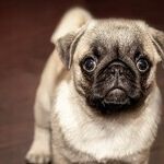 Canine Carsickness: Common But Treatable
