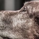 Many Effective Therapies for Dogs With Osteoarthritis