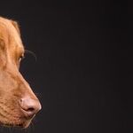 Byproducts in Pet Food Provide Nutrients Missing From Muscle Meat