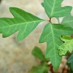 Pets Transfer Poison Ivy Oil to People