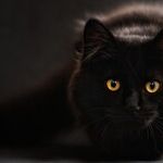 While Pregnant, Keep Cat, but Avoid Toxoplasmosis