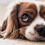 Use Hand Signals to Train Deaf Dog