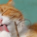 Overweight Cats Risk Serious Disease