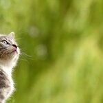 Buy Pet Health Insurance or Start Pet Care Savings Account