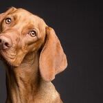 Pet Chewing on One Side of Mouth Needs Dental X-rays