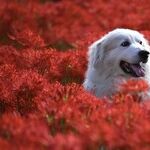 Head Tilting More Common Among Smart Dogs
