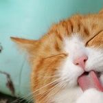 Pet Needs Health Certificate Before Travel