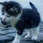 Cats Attracted to Menthol, Catnip and Other Mints