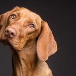 Excessive Vitamin D in Pet Food is Toxic