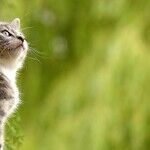 Cats See Well in Dim Light