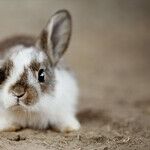 Rabbits Are Social Animals, So Adopt More Than One