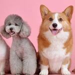 Loud Noise Can Damage Dog's Hearing