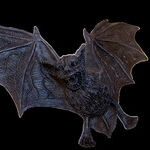 Undetectable Bat Bite Can Transmit Rabies