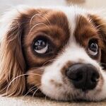 Young Dog's Skin Mass May Disappear Without Treatment