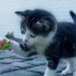 Protect Feral Cats From Winter Hazards