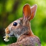 Sterilizing Pet Rabbits Has Medical and Behavioral Benefits