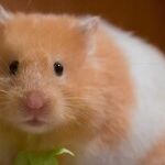 Ensure Hamster Is Friendly Before Adopting