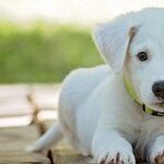 Scrub Pet's Food and Water Bowls Daily