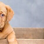 Antlers and Other Hard Chews Break Dogs' Teeth