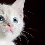 Veterinary Dentistry Requires Anesthesia
