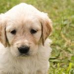 Mast Cell Tumor Most Common Canine Skin Cancer