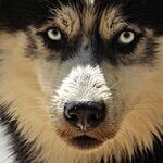 Prevent Pet From Drinking Windshield Washer Fluid