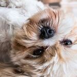 Foxglove Plants Toxic to Pets