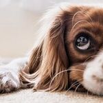 Film Covering Dog's Eye Needs Veterinarian Exam