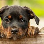 Immunocompromised People Should Take Precautions With Pets