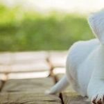 Many Ways to Relieve Dog's Separation Anxiety