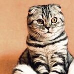 Appetite Booster and Treatment of Underlying Disease Help Cat Gain Weight