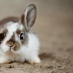 Surprise Children With Chocolate or Plush Easter Pet, Not Live One