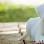 Spring Bulbs Toxic to Dogs