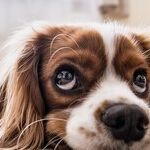 Mammary Tumors Common in Unsterilized Female Dogs
