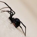 Cats Especially Sensitive to Black Widow Spider Venom
