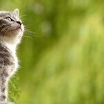 Protect Pets From Halloween Antics